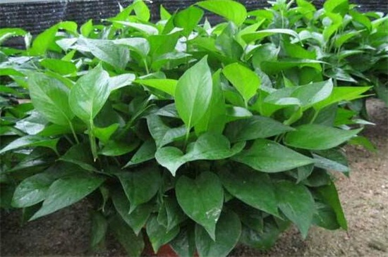 绿萝如何养才能爆盆