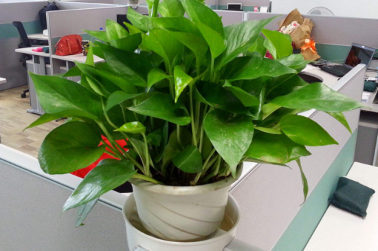 孕妇房间可以放绿萝吗