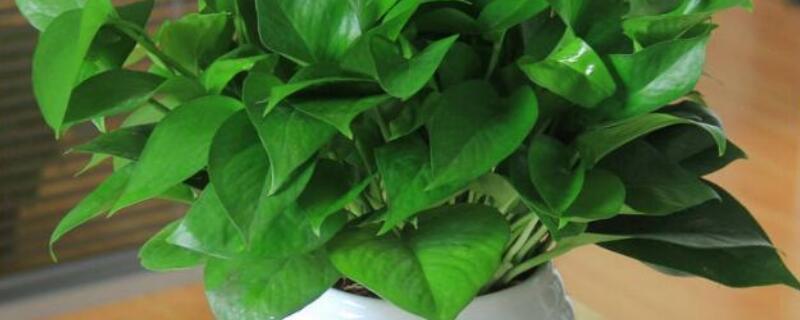 绿萝冻伤了如何办