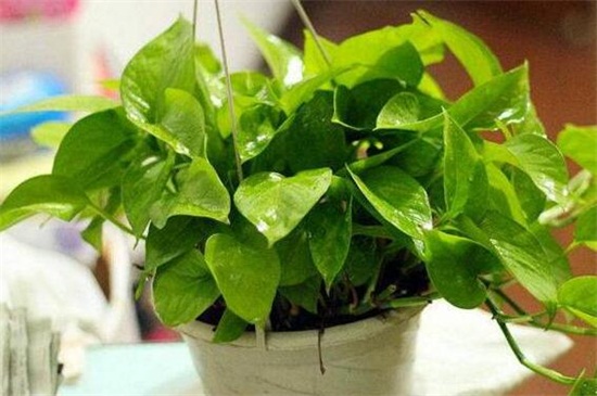 绿萝冻伤了如何办