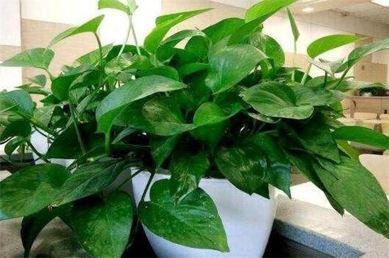 绿萝冻伤了如何办