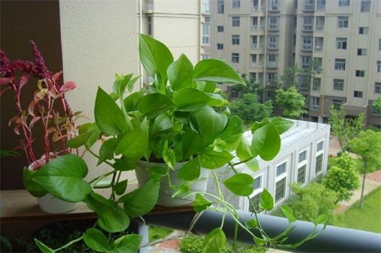 绿萝冬季能换盆吗