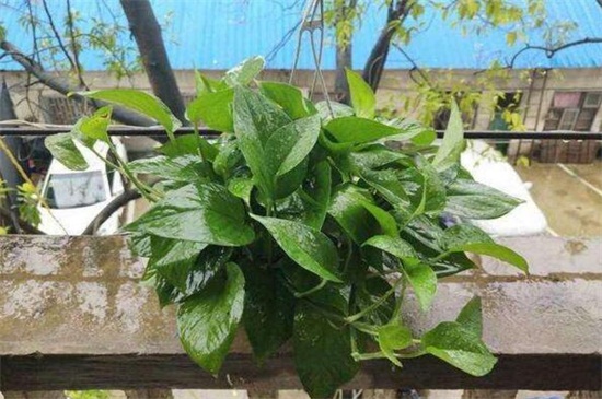 绿萝冬季能换盆吗