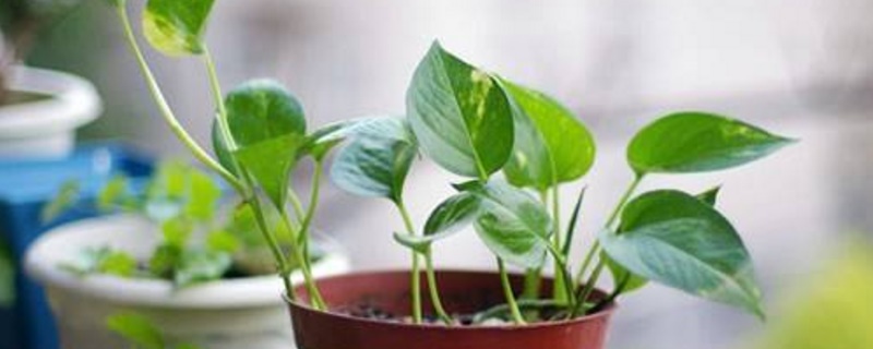 绿萝冬季烂根如何办