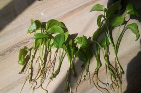 绿萝冬季烂根如何办