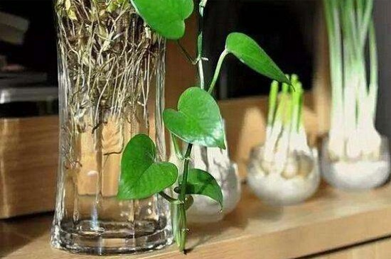 绿萝冬季烂根如何办