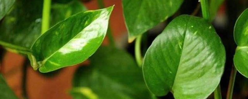 绿萝叶子发蔫是如何了