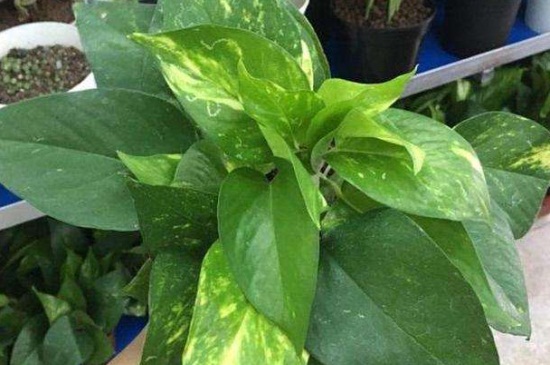 绿萝叶子发蔫是如何了