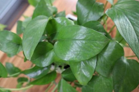 绿萝叶子发蔫是如何了