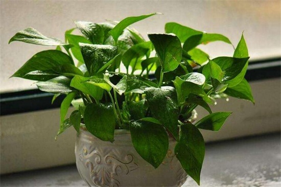 绿萝能旺宅吗,摆放财位可旺财旺宅