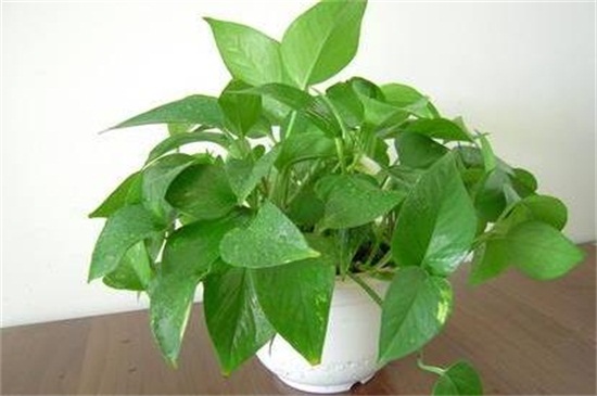 绿萝能旺宅吗,摆放财位可旺财旺宅