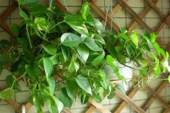 绿萝能旺宅吗,摆放财位可旺财旺宅