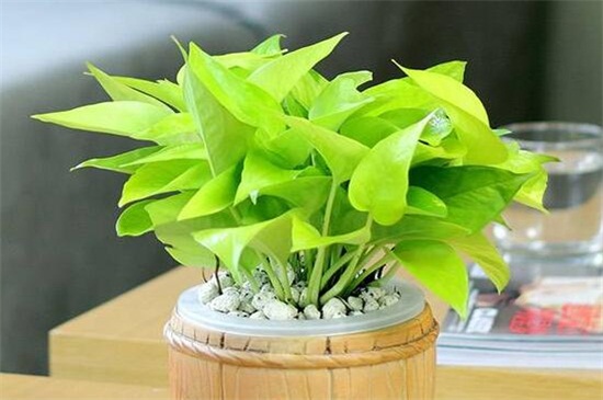 绿萝能旺宅吗,摆放财位可旺财旺宅