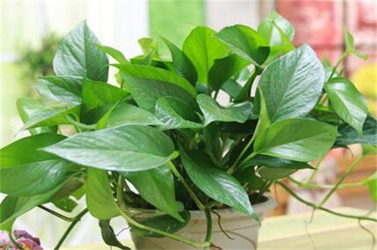 卧室放绿萝对小孩好吗，有毒傍晚还会影响睡眠