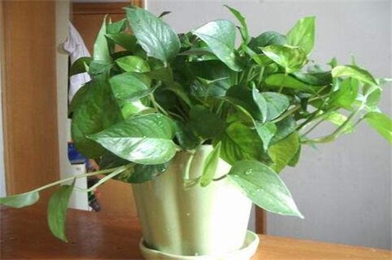 盆栽绿萝冬季如何施肥,降低施肥频繁溶度