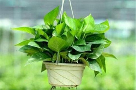 盆栽绿萝冬季如何施肥，降低施肥频繁溶度