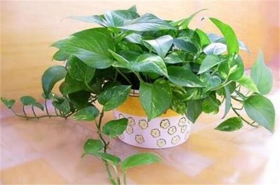 盆栽绿萝冬季如何施肥,降低施肥频繁溶度