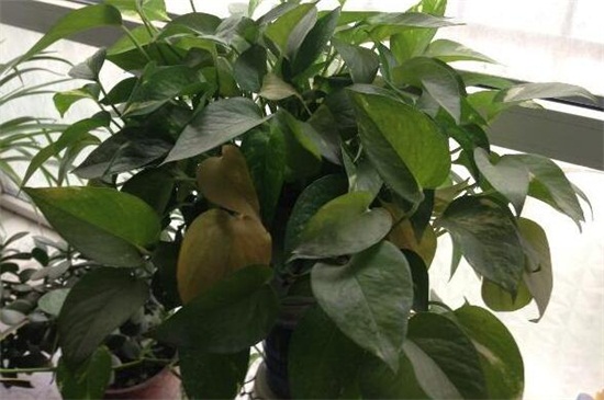 绿萝为何黄叶子,4种原因及处理办法