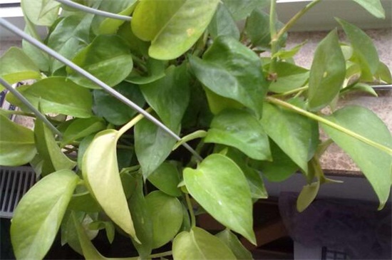 绿萝为何黄叶子,4种原因及处理办法