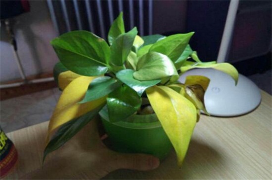 绿萝为何黄叶子,4种原因及处理办法