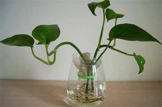 单叶片绿萝繁殖办法,水培和土培均可生根发芽