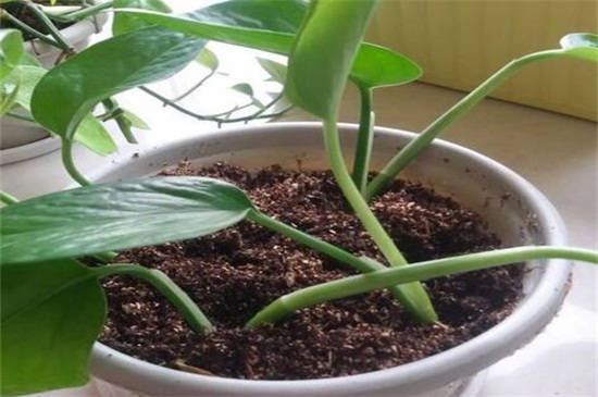 单叶片绿萝繁殖办法，水培和土培均可生根发芽