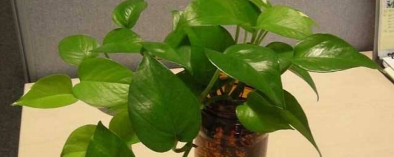 冬季绿萝如何水插