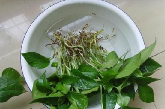 冬季绿萝如何水插