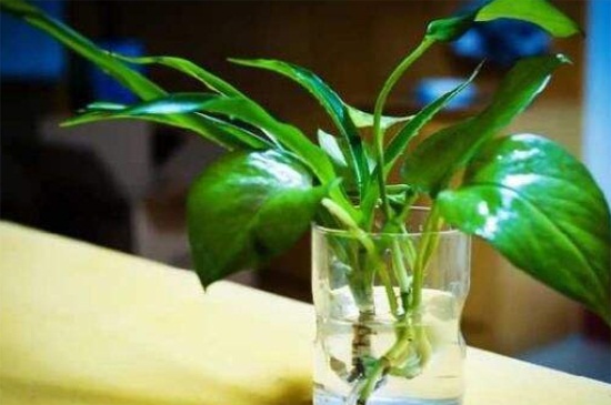 冬季绿萝如何水插