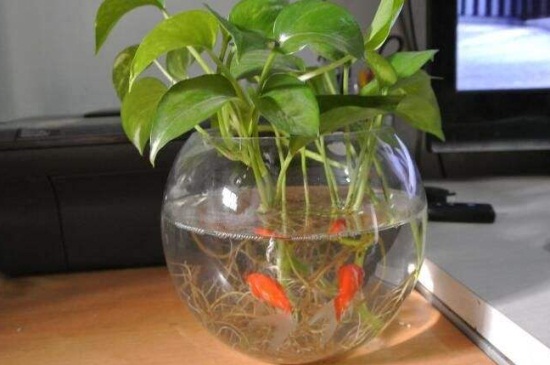 冬季绿萝如何水插