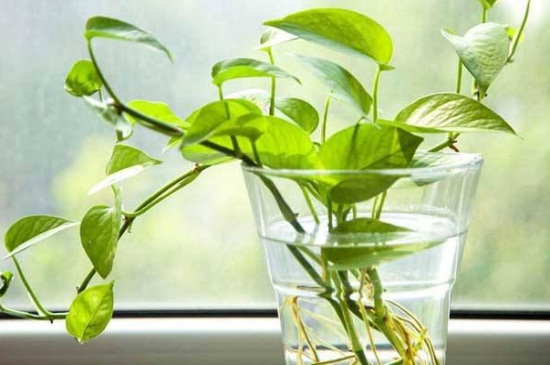冬季绿萝如何水插