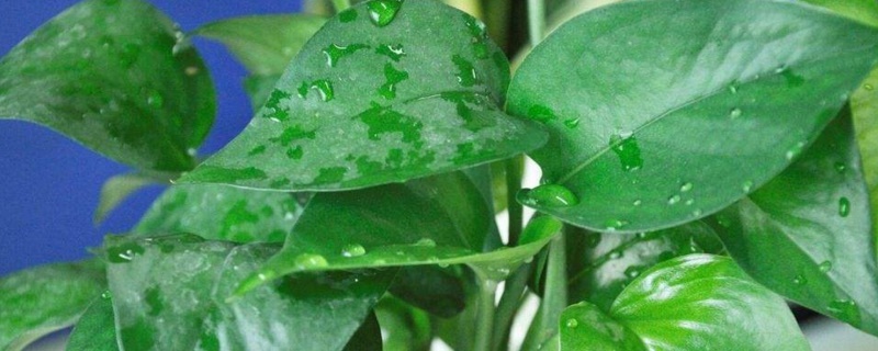 冬季如何让绿萝长得快