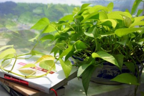 冬季如何让绿萝长得快