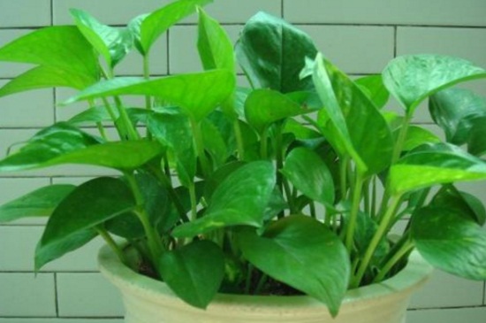 冬季如何让绿萝长得快