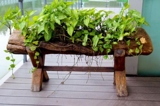 冬季如何让绿萝长得快