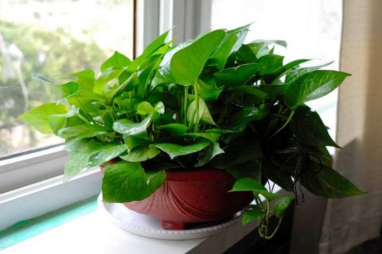 冬季如何让绿萝长得快