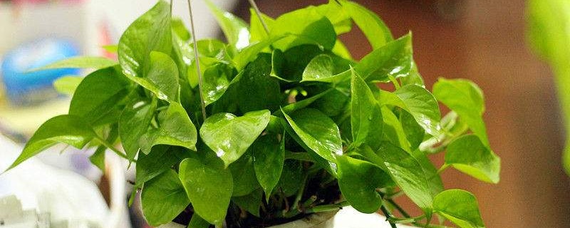 冬季如何养殖绿萝
