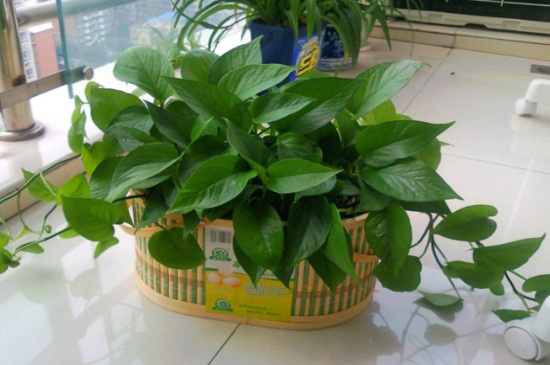 冬季如何养殖绿萝