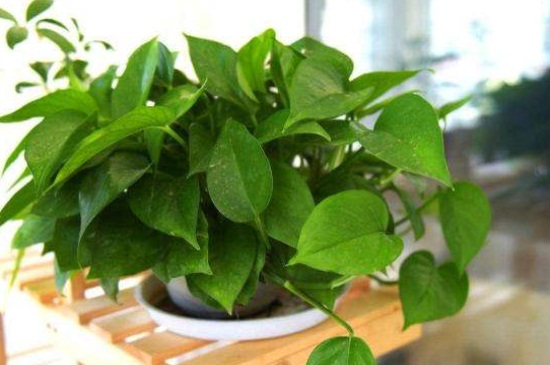 冬季如何养殖绿萝