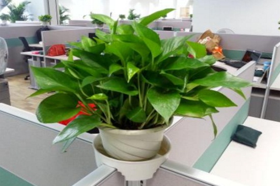 冬季如何养殖绿萝