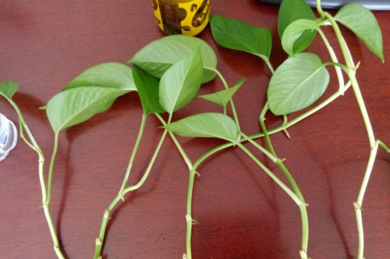 绿萝如何水插繁殖