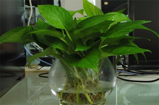 水培绿萝用什么营养液