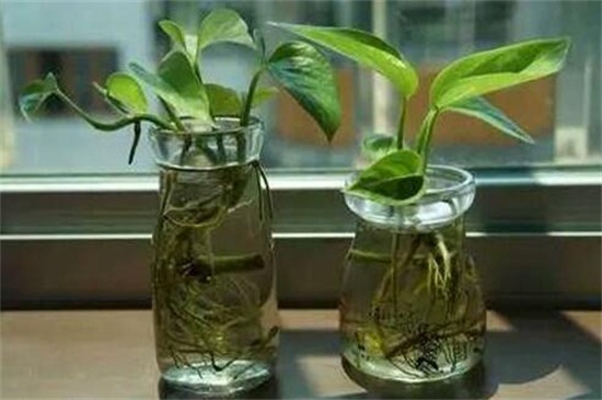 水培绿萝用什么营养液