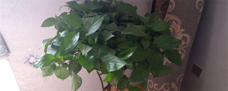 如何让绿萝长得快