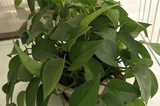 如何让绿萝长得快