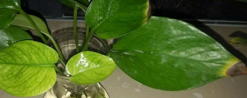 水培绿萝为何黄叶子