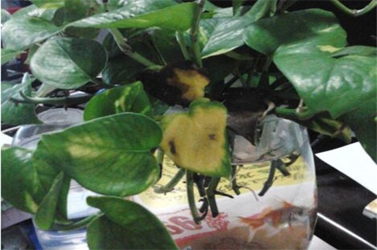 水培绿萝为何黄叶子