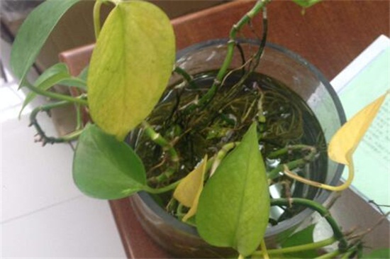 水培绿萝为何黄叶子