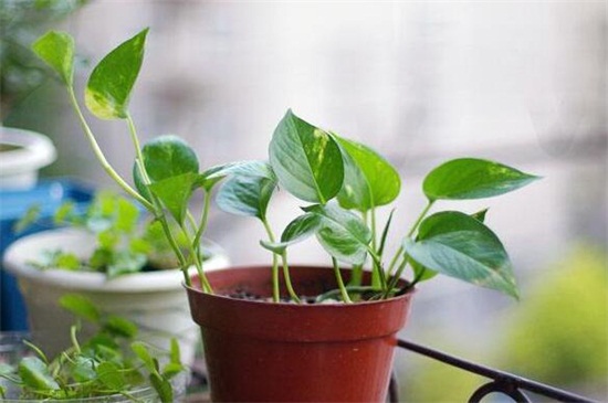 盆栽绿萝老枝如何修剪