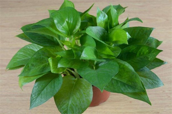 盆栽绿萝老枝如何修剪